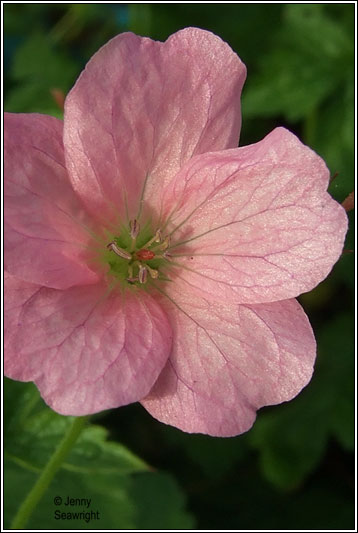 French Crane's-bill, Geranium endressii