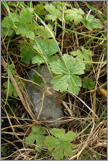 French Crane's-bill, Geranium endressii