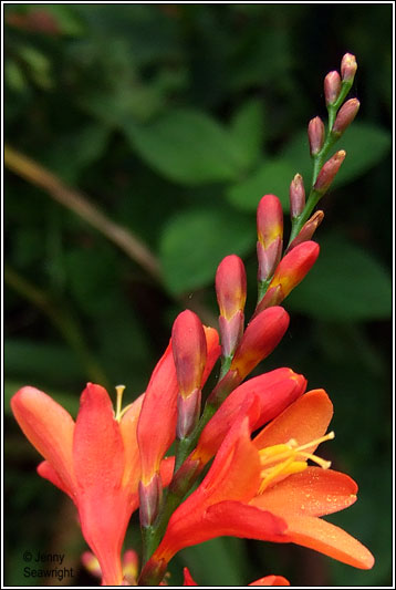 Potts' Montbretia, Crocosmia pottsii