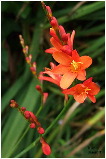 Potts' Montbretia, Crocosmia pottsii