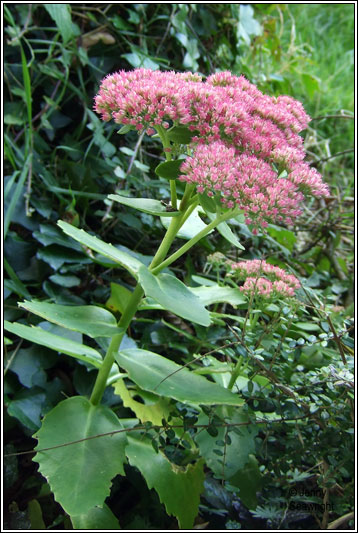 Sedum spectabile