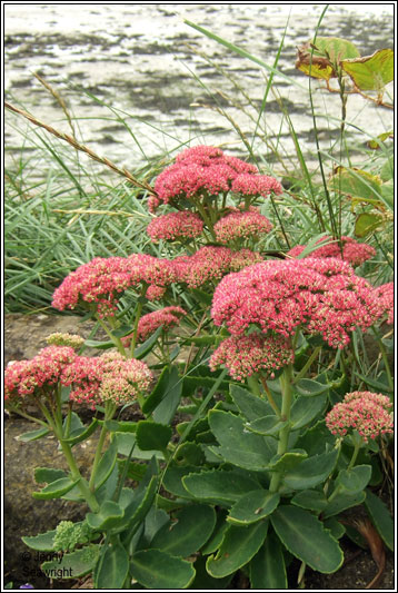 Sedum spectabile