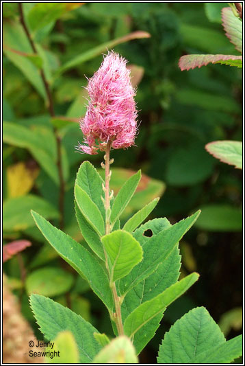 Confused Bridewort, Spiraea x pseudosalicifolia