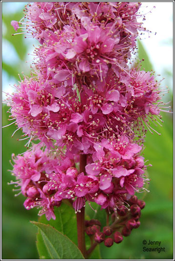Confused Bridewort, Spiraea x pseudosalicifolia