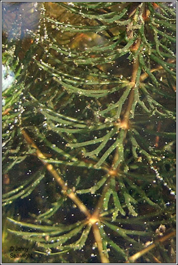 Rigid Hornwort, Ceratophyllum demersum