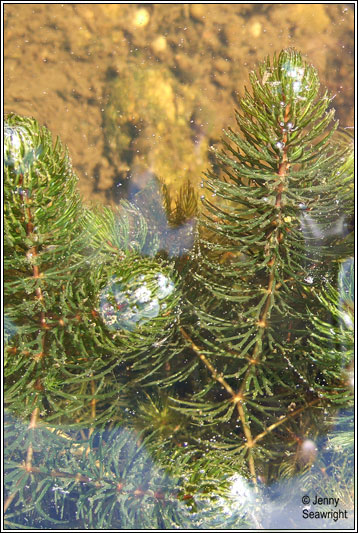 Still Pictures Are All Very Fine And >> Irish Wildflowers - Rigid Hornwort, Ceratophyllum demersum Still Pictures Are All Very Fine And >> Irish Wildflowers - Rigid Hornwort, Ceratophyllum demersum