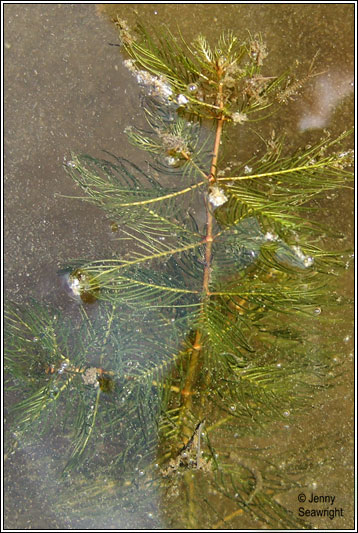 Spiked Water-milfoil, Myriophyllum spicatum
