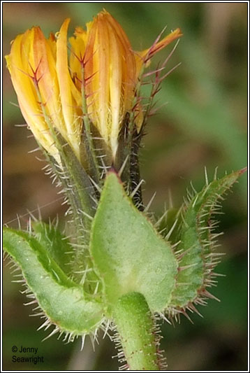 Bristly Ox-tongue, Picris echiodes