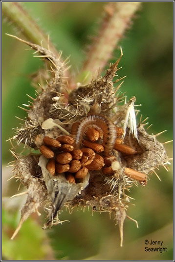 Bristly Ox-tongue, Picris echiodes