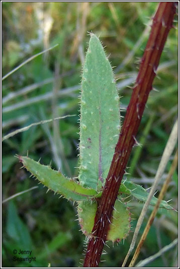 Bristly Ox-tongue, Picris echiodes