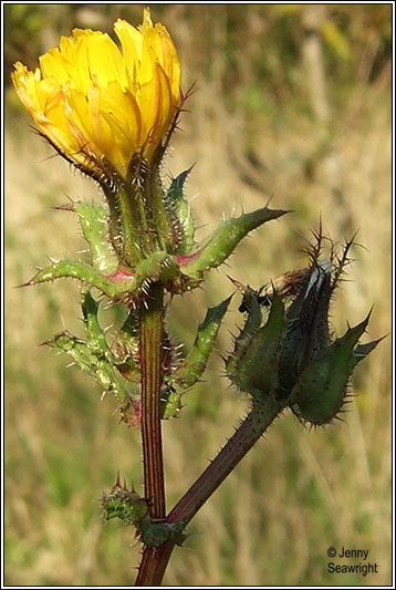Bristly Ox-tongue, Picris echiodes