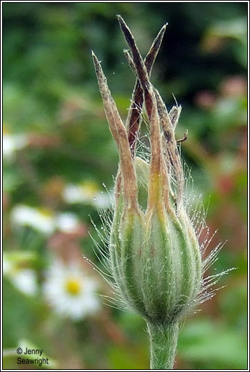 Corncockle, Agrostemma githago