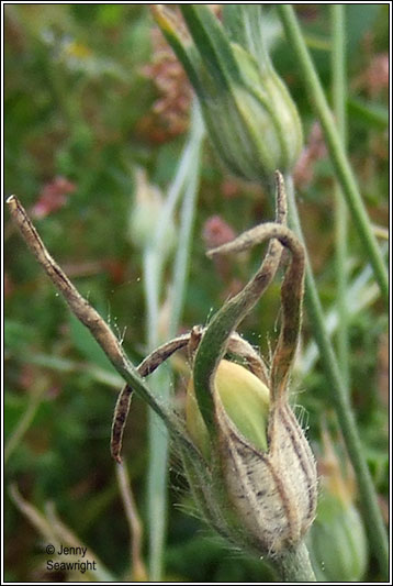 Corncockle, Agrostemma githago