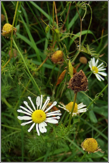 Austrian Chamomile, Anthemis austriaca