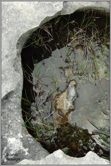 Stoneworts, Charophytes
