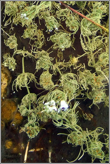 Stoneworts, Charophytes