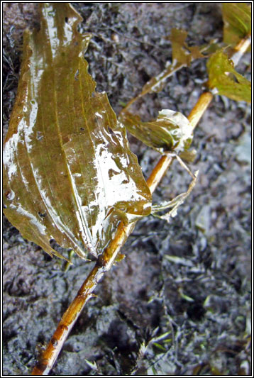 Perfoliate Pondweed, Potamogeton perfoliatus