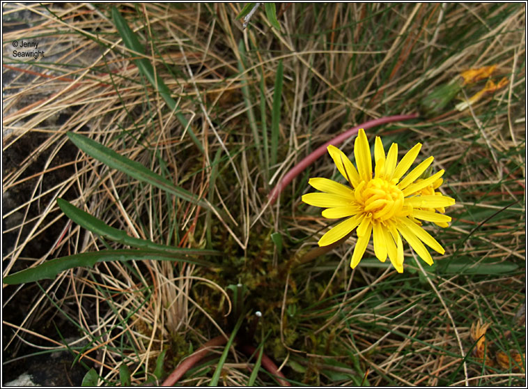 Turlough dandelion, Taraxacum palustre