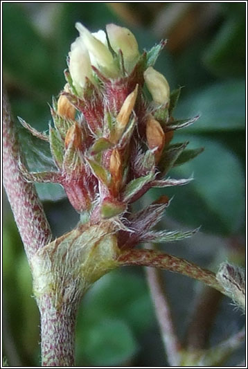 Rough Clover, Trifolium scabrum