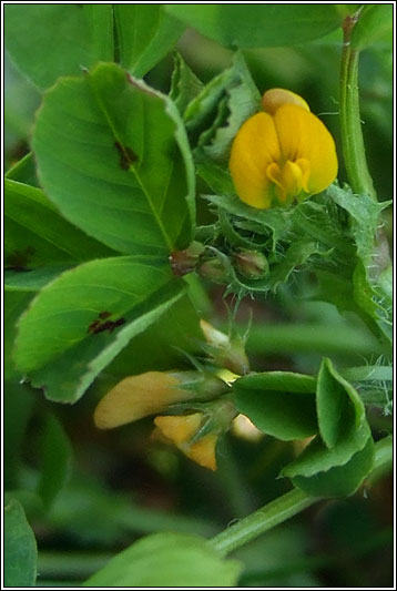 Spotted Medick, Medicago arabica