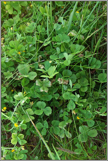 Spotted Medick, Medicago arabica