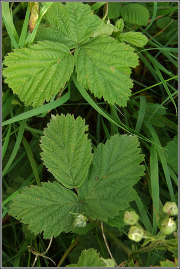 Rubus nemorosus