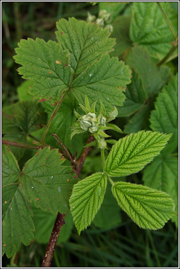 Rubus nemorosus