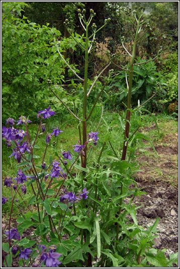 Rough Hawk's-beard, Crepis biennis