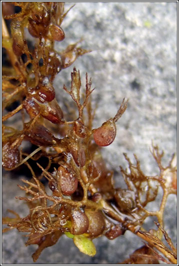 Greater Bladderwort, Utricularia vulgaris