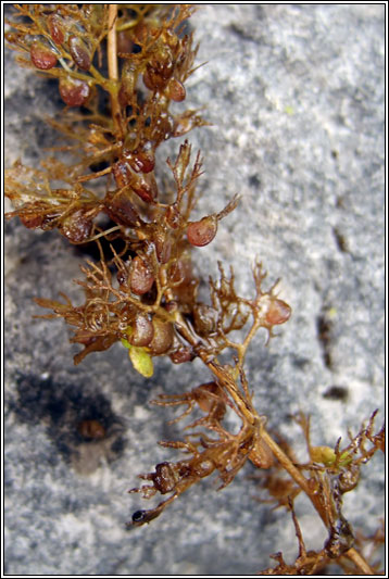 Greater Bladderwort, Utricularia vulgaris