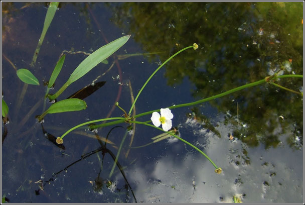 Lesser Water-plantain, Baldellia ranunculoides