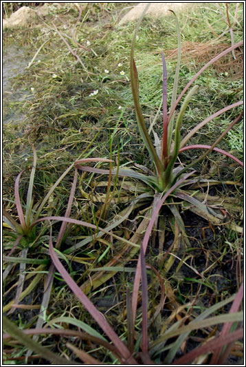 Lesser Water-plantain, Baldellia ranunculoides