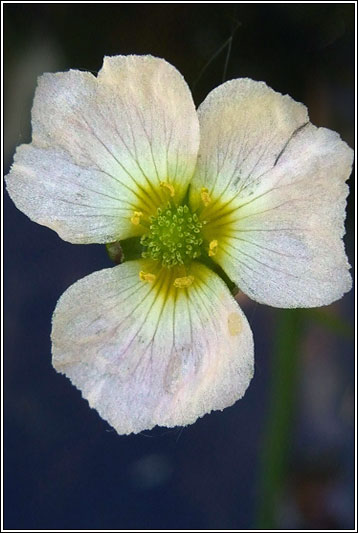 Lesser Water-plantain, Baldellia ranunculoides