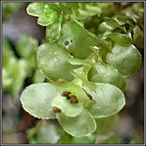 liverwort