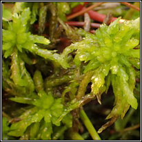 sphagnum