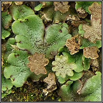 liverwort