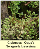 Clubmoss,Kraus's (Garbhgach gharra)