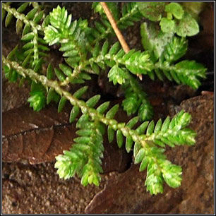 Kraus's Clubmoss, Selaginella kraussiana