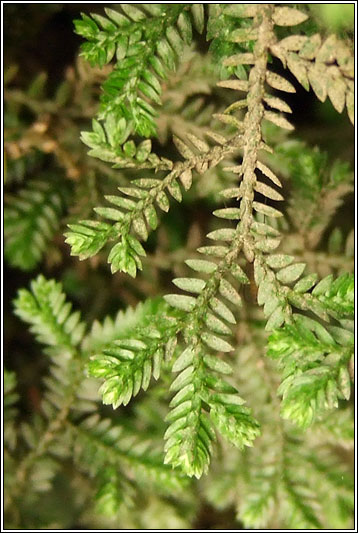 Kraus's Clubmoss, Selaginella kraussiana