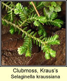 Clubmoss,Kraus's (Garbhgach gharra)