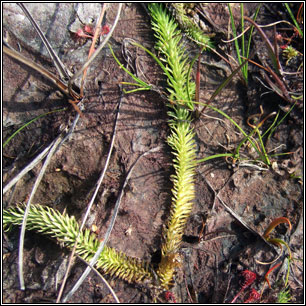 Marsh Clubmoss, Lycopodiella inundata