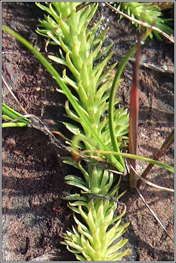 Marsh Clubmoss, Lycopodiella inundata