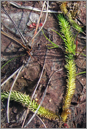 Marsh Clubmoss, Lycopodiella inundata