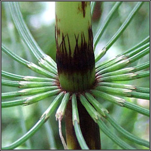 Great Horsetail, Equisetum telmateia