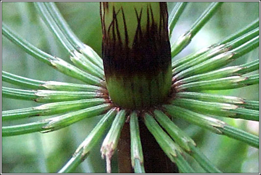 Great Horsetail, Equisetum telmateia