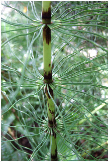 Great Horsetail, Equisetum telmateia