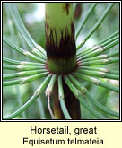 Horsetail,great (Feadg)