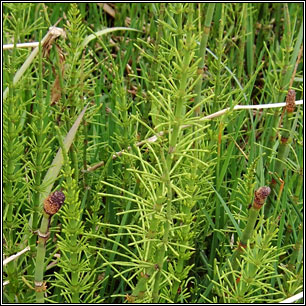 Water Horsetail, Equisetum fluviatile