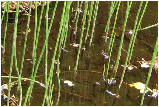 Water Horsetail, Equisetum fluviatile