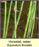 Horsetail,water (Scuab eich uisce)